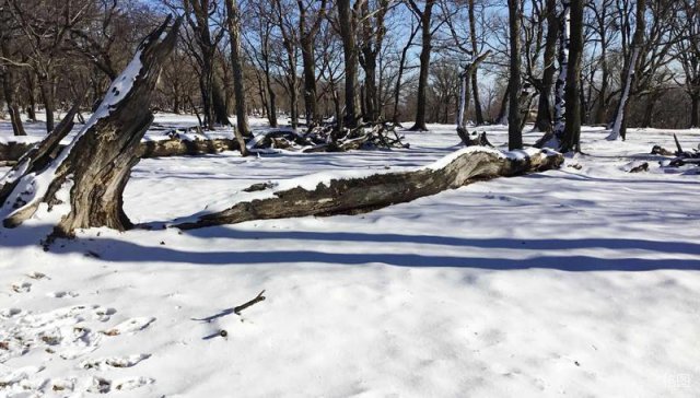 吉林靖宇：看漫天大雪 引无数英雄